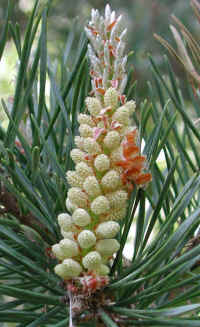 Austrian Pine (Pinus nigra) - 01