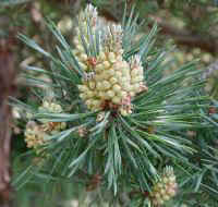 Austrian Pine (Pinus nigra)
