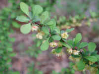 Japanese Barberry (Berberis thunbergii) - 03