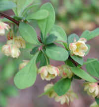 Japanese Barberry (Berberis thunbergii) - 03a