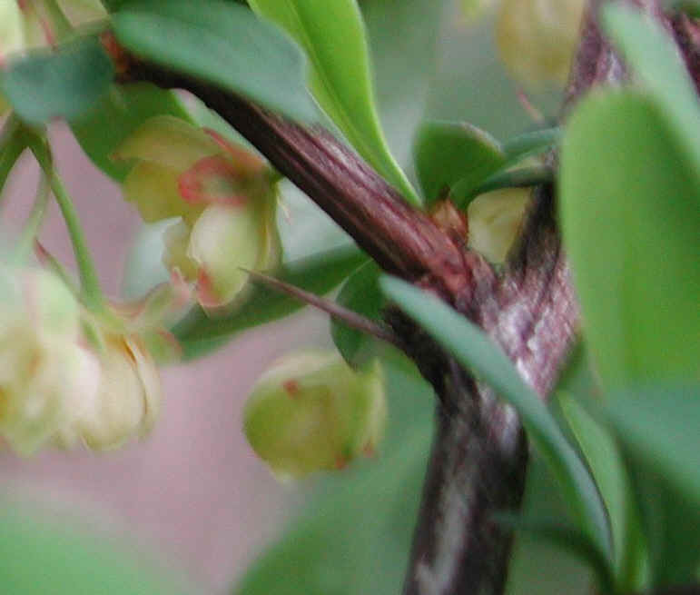 Japanese Barberry (Berberis thunbergii) - 07b