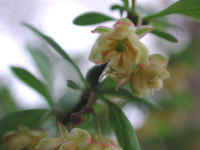 Japanese Barberry (Berberis thunbergii) - 09
