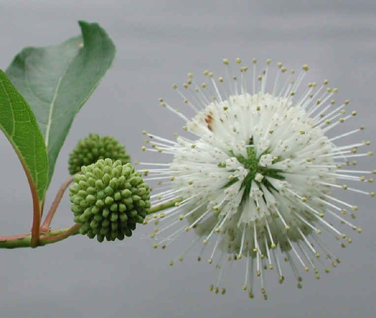 Button Bush or Buttonbush (Cephalanthus occidentalis) - 14a