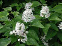 Northern Catalpa (Catalpa speciosa)