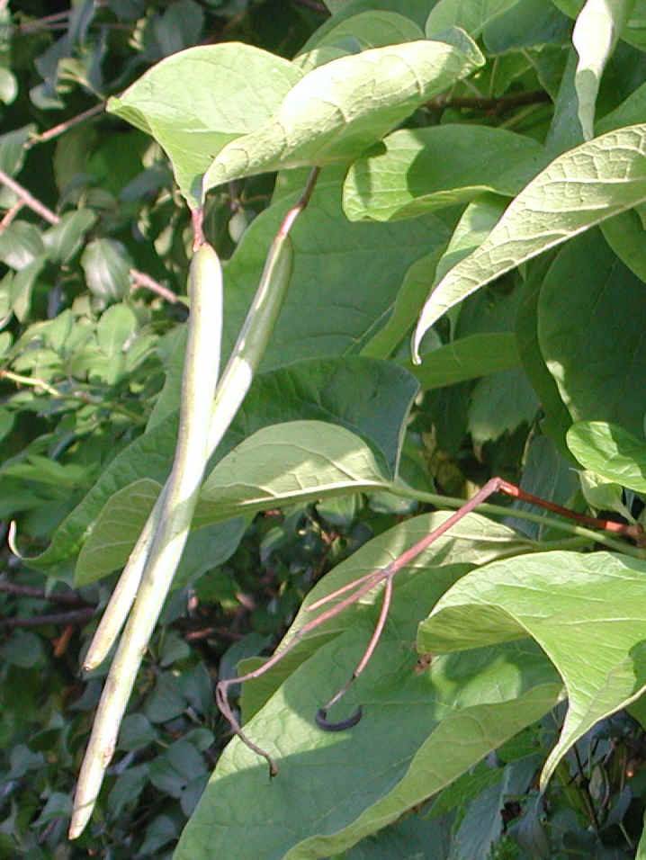 Northern Catalpa (Catalpa speciosa) - 10