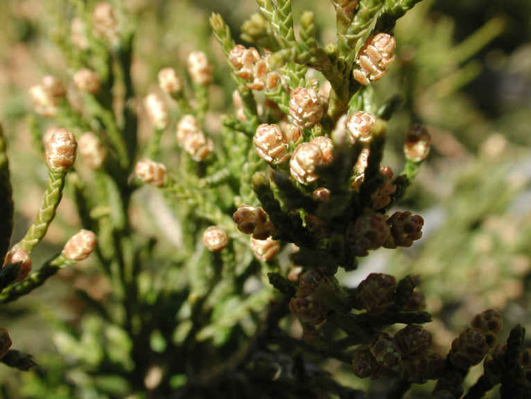 Eastern Red Cedar (Juniperus virginiana) - 13