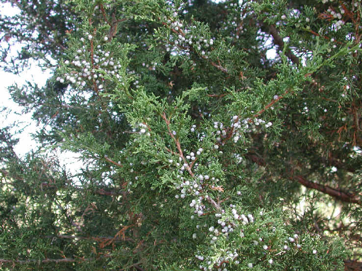 Eastern Red Cedar (Juniperus virginiana) - 02