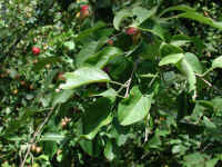 Apple, Wild Crab or Crabapple (Malus spp.) - 01