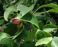 Apple, Wild Crab or Crabapple (Malus spp.) - 01a