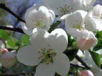 Apple, Wild Crab or Crabapple (Malus spp.)