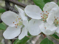 Apple, Wild Crab or Crabapple (Malus spp.) - 04a