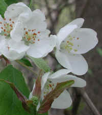 Apple, Wild Crab or Crabapple (Malus spp.) - 04b