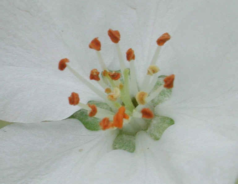 Apple, Wild Crab or Crabapple (Malus spp.) - 05a