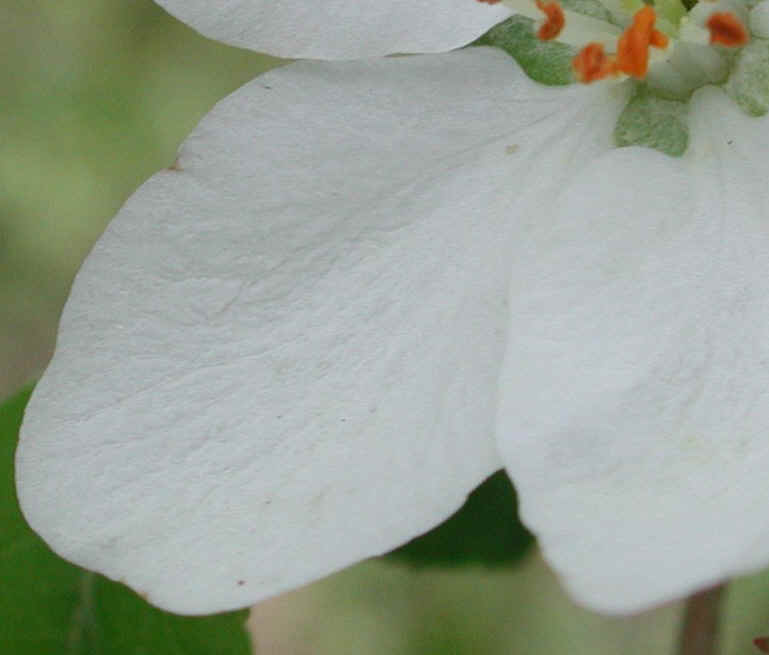 Apple, Wild Crab or Crabapple (Malus spp.) - 05b