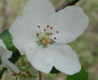 Apple, Wild Crab or Crabapple (Malus spp.) - 06