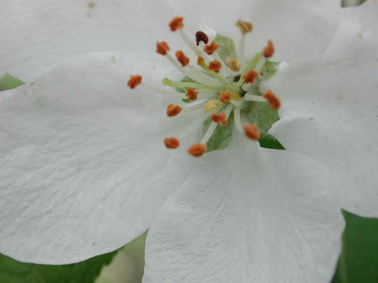 Apple, Wild Crab or Crabapple (Malus spp.) - 07
