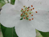 Apple, Wild Crab or Crabapple (Malus spp.) - 08