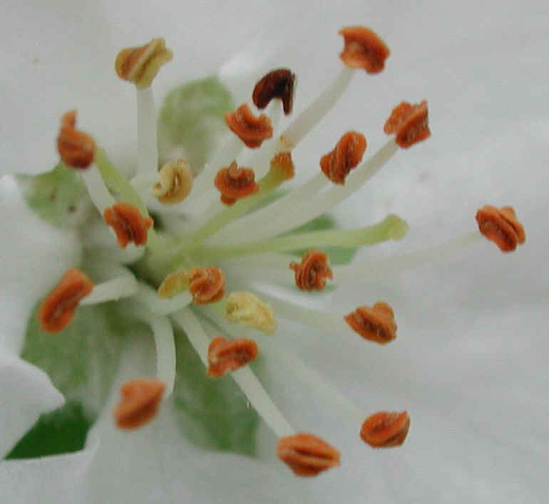 Apple, Wild Crab or Crabapple (Malus spp.) - 08a