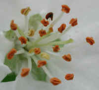 Apple, Wild Crab or Crabapple (Malus spp.) - 08a