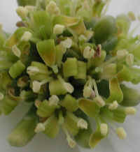 Flowering Dogwood (Cornus florida) - 19