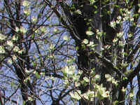 Flowering Dogwood (Cornus florida) - 42a