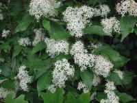 Gray Dogwood (Cornus racemosa Lam.)