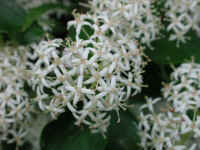 Gray Dogwood (Cornus racemosa Lam.) - 03