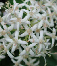 Gray Dogwood (Cornus racemosa Lam.) - 03a