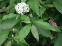 Gray Dogwood (Cornus racemosa Lam.) - 05