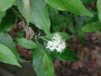 Gray Dogwood (Cornus racemosa Lam.) - 06