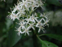 Gray Dogwood (Cornus racemosa Lam.) - 07
