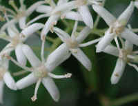 Gray Dogwood (Cornus racemosa Lam.) - 07a