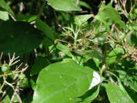 Gray Dogwood (Cornus racemosa Lam.) - 11