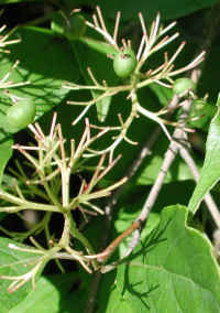 Gray Dogwood (Cornus racemosa Lam.) - 12a