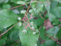 Gray Dogwood (Cornus racemosa Lam.) - 13