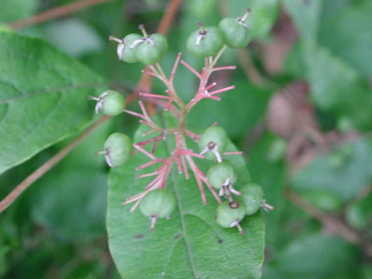 Gray Dogwood (Cornus racemosa Lam.) - 14