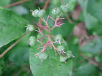 Gray Dogwood (Cornus racemosa Lam.) - 14