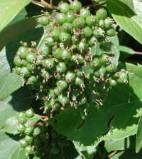 Gray Dogwood (Cornus racemosa Lam.) - 15a