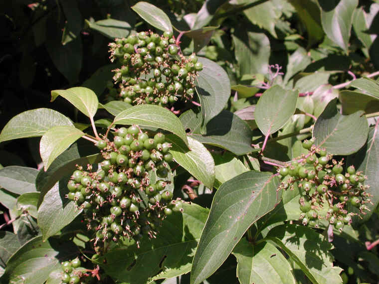 Gray Dogwood (Cornus racemosa Lam.) - 16
