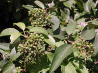 Gray Dogwood (Cornus racemosa Lam.) - 16