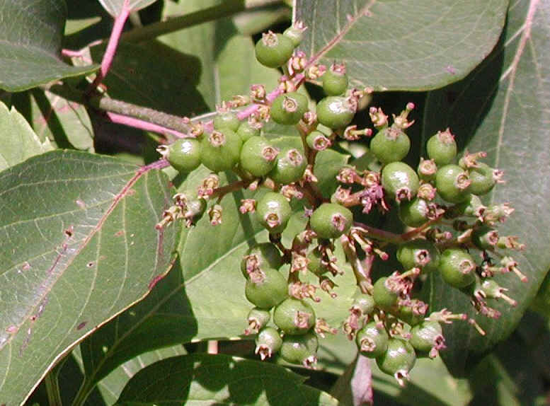 Gray Dogwood (Cornus racemosa Lam.) - 16a