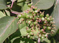 Gray Dogwood (Cornus racemosa Lam.) - 16a
