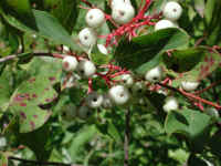 Gray Dogwood (Cornus racemosa Lam.) - 17