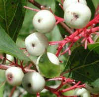 Gray Dogwood (Cornus racemosa Lam.) - 17a