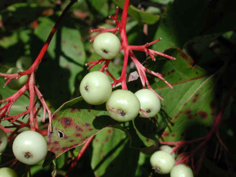Gray Dogwood (Cornus racemosa Lam.) - 18