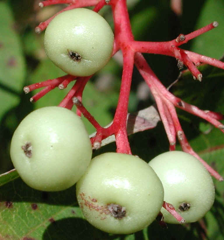 Gray Dogwood (Cornus racemosa Lam.) - 18a