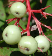 Gray Dogwood (Cornus racemosa Lam.) - 18a