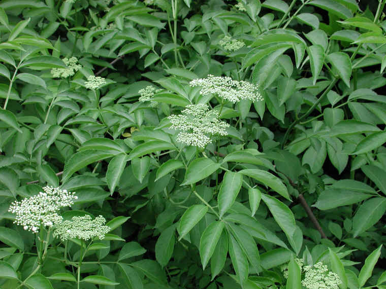 Elderberry, American, Black, or Common (Sambucus canadensis L.) - 02
