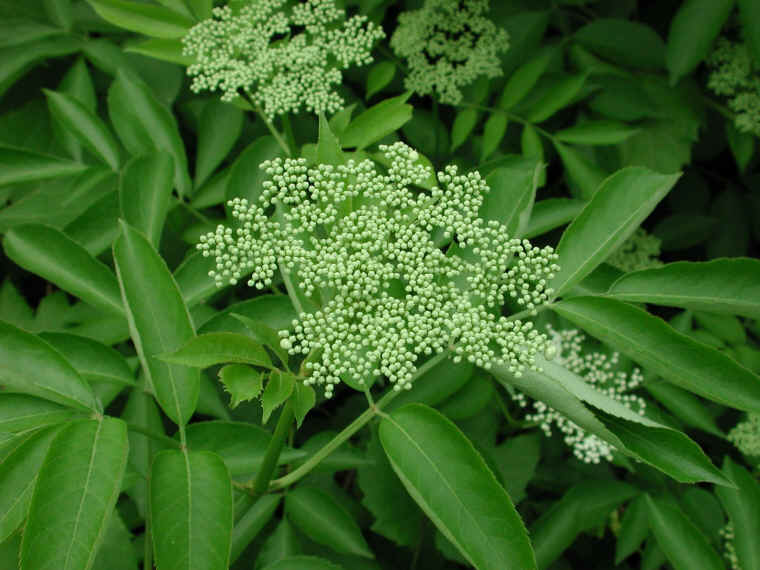 Elderberry, American, Black, or Common (Sambucus canadensis L.) - 03