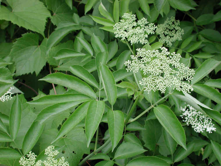 Elderberry, American, Black, or Common (Sambucus canadensis L.) - 04